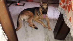 1 year old active German shepherd for a caring