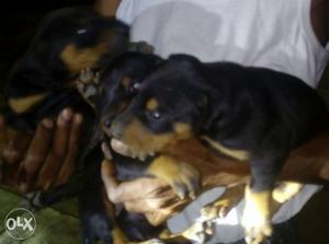 17 days dober pure breed weight 1.8kg average