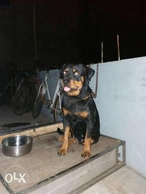 2.5 years old Rott female for sale