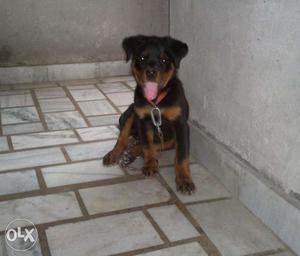 2 and half month rott female pup sale heavy