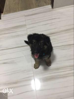 2 month gsd puppy with microchip and papers