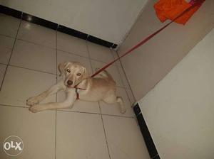 2 month old femail lab...benglore breed..any one intrested