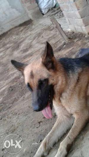 2 years old German Shepherd female