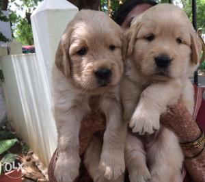 29 days old goldrn retriever puppies