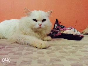 2years old Persian male cat with orange eyes