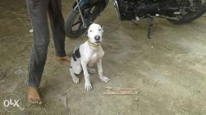 3 months old male pakistani mix dogo..with cropping...