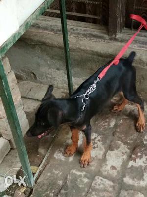 3 months old pedigred doberman female available