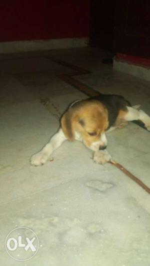 32 Days old Pure Breed Beagle for Sale