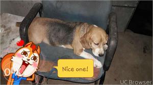 3yrs old very friendly beagle female dog