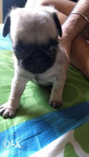 40 days old female Pug puppy for immediate sale