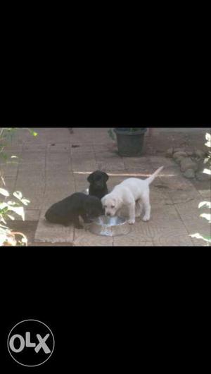 50days old labrador puppies for sale,heavy