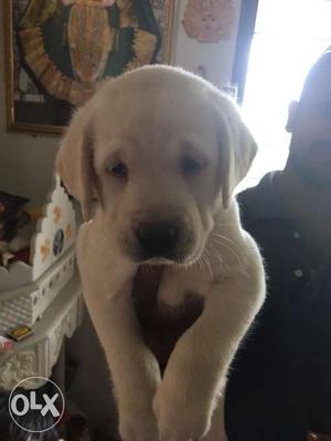 55 days old female lab for sale.