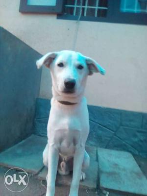 5month old lab cross