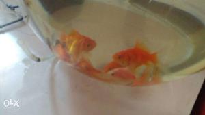 75 for pair large size gold fish male and female