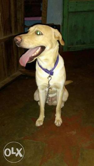 9 months old yellow Labrador retriever for sale