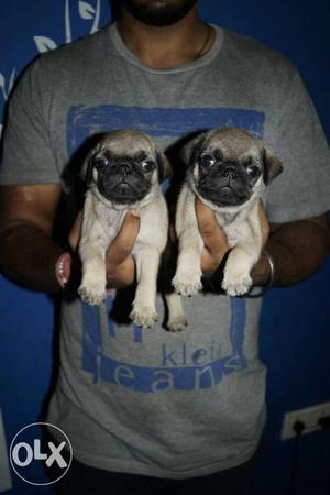 A Top quality Pug top puppy available for you