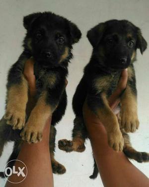 A Top quality gsd top quality puppy available for