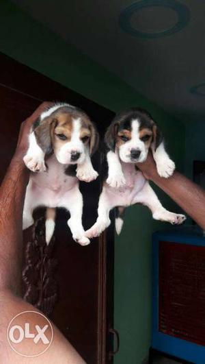 A cute quality Beagle pup's available