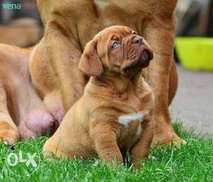 Active kennel best quality toy French mastiff puppies
