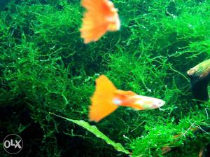 Albino Flamingò guppy fish. Excellent condition