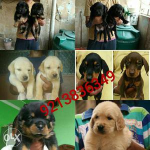 All breed puppy available for sale