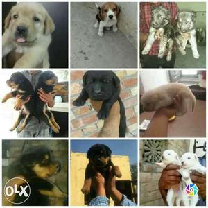 All breeds available with excellent quality...