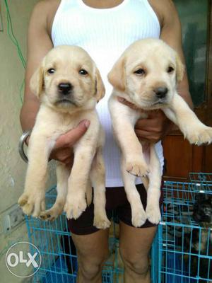 All kind of puppys available at affordable price