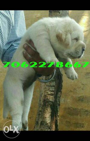 All types breed available at reasonable prices