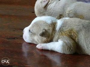 Amarican pitbull 35 day puppy