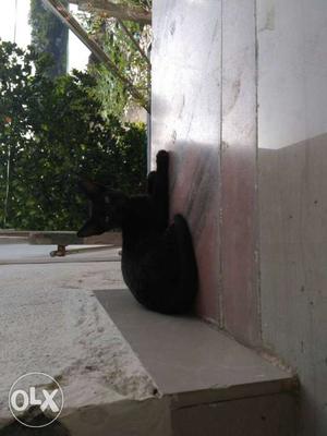 Amazing shining black kitten