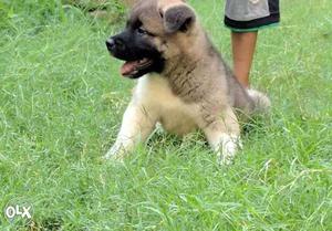 American Akita Pupps for sale