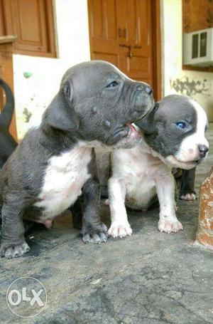 American Bully puppies for sale. 100% purity gurantee