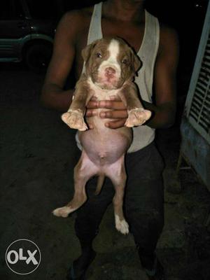 American Pitbull (heavy bone) Male  Female