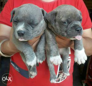 American Pittbull puppies available at reasonable price in