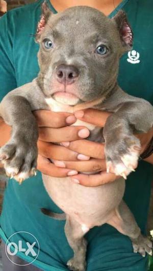 American bully & american pitbull with blue eyes pups