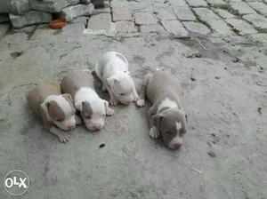 American bully only one female for left sale for in