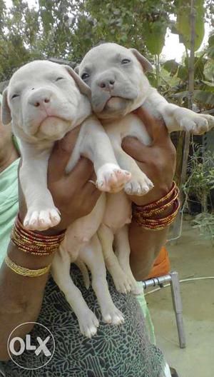 American bully pup for sale,