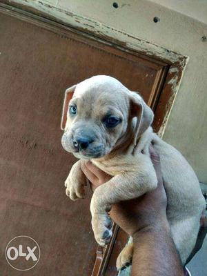 American bully puppy available in shivpuri