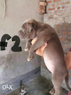American bully xl size pups avaialble for new home