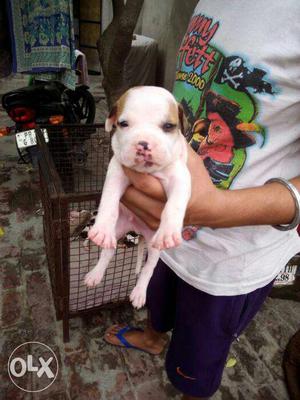 American pit bull terrier puppy available in