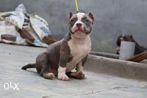 American pit bull terrier puppy available in