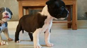 American pit bull terrier puppy available in ajmer