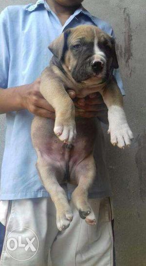 American pit bull terrier puppy available in sagar