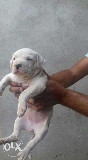 American pit bull terrier puppy available in satna