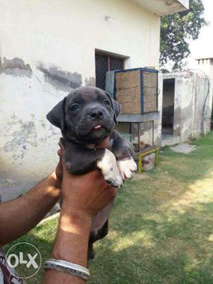 American pit bull terrier puppy available in seoni