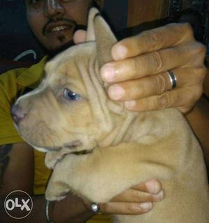 American pit bull terrier puppy available in sidhi