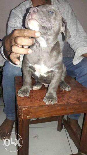 American pit bull terrier puppy available male
