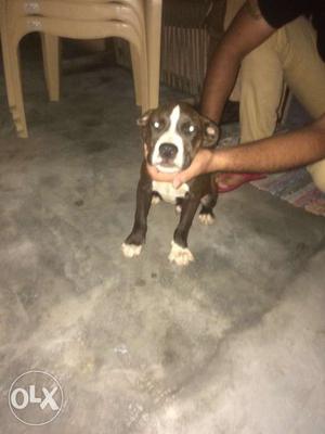 American pitbull chocolate and white color 3