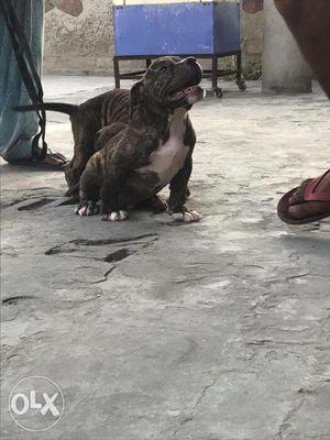 American pitbull puppies available in maheshtala