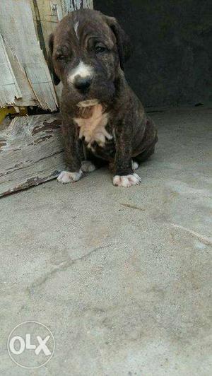 American pitbull terrier brindal colour available